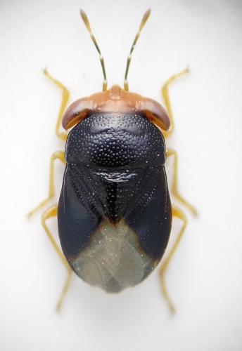 Geocoris erythrocephalus
